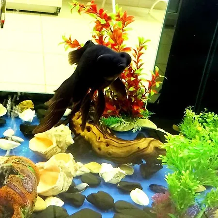 семеен далис