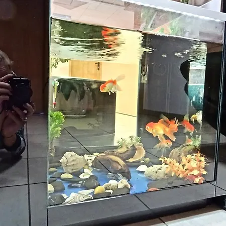 Family Dalis Hotel 2*