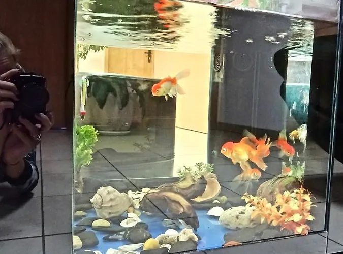 Family Dalis Hotel 2*